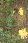 Bird's-foot trefoil